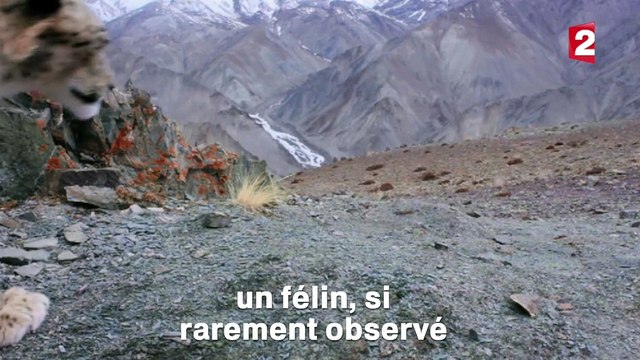 Découvrez les 1ères images du documentaire animalier diffusé ce soir sur France 2 - VIDEO