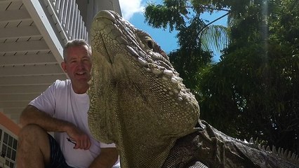 Enormous iguana rules resort like a boss