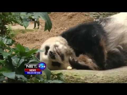 Jia jia, Panda Tertua di Dunia Tutup Usia - NET24
