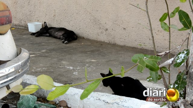 Cresce o número de animais de rua em Cajazeiras-PB