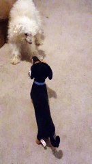 Dog Thinks Stuffed Animal Is Real