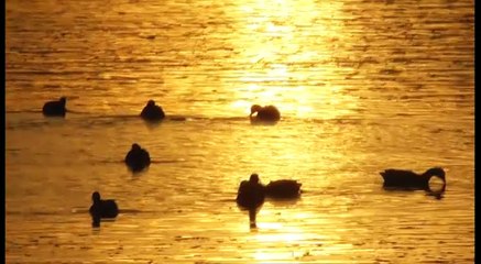 Grande Marée Baie de Saint Brieuc 13 Février 2017