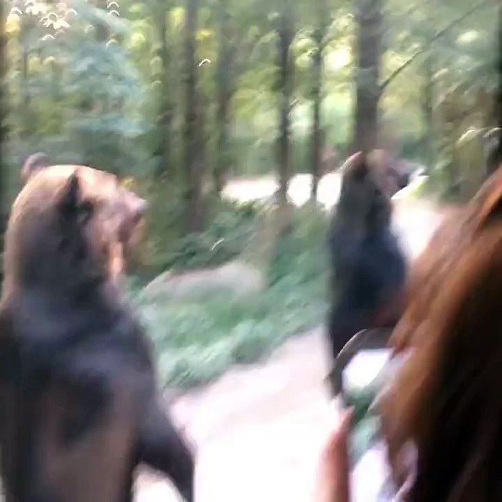 Ces ours ont trouvé un moyen très simple pour obtenir de la nourriture gratuite