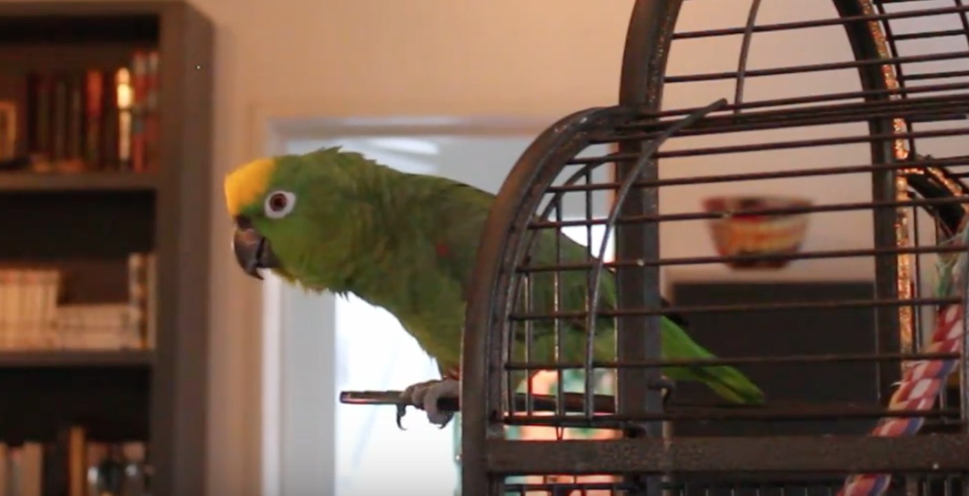 Ce perroquet chanteur d'opéra boude quand on se moque de lui