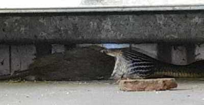 World's Second Most Venomous Snake Caught Devouring Rat