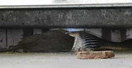 World's Second Most Venomous Snake Caught Devouring Rat