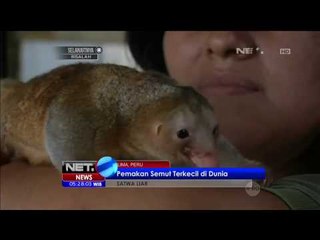 2 Ekor Huachipa, Pemakan Semut Diselamatkan Dari Hutan Amazon - NET5