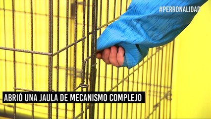 ¡Perritos en fuga! El escape de un husky siberiano al estilo de Prison Break