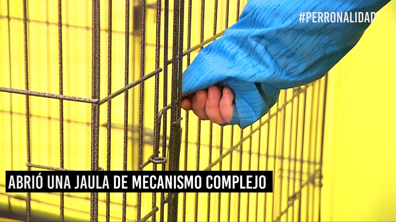 ¡Perritos en fuga! El escape de un husky siberiano al estilo de Prison Break