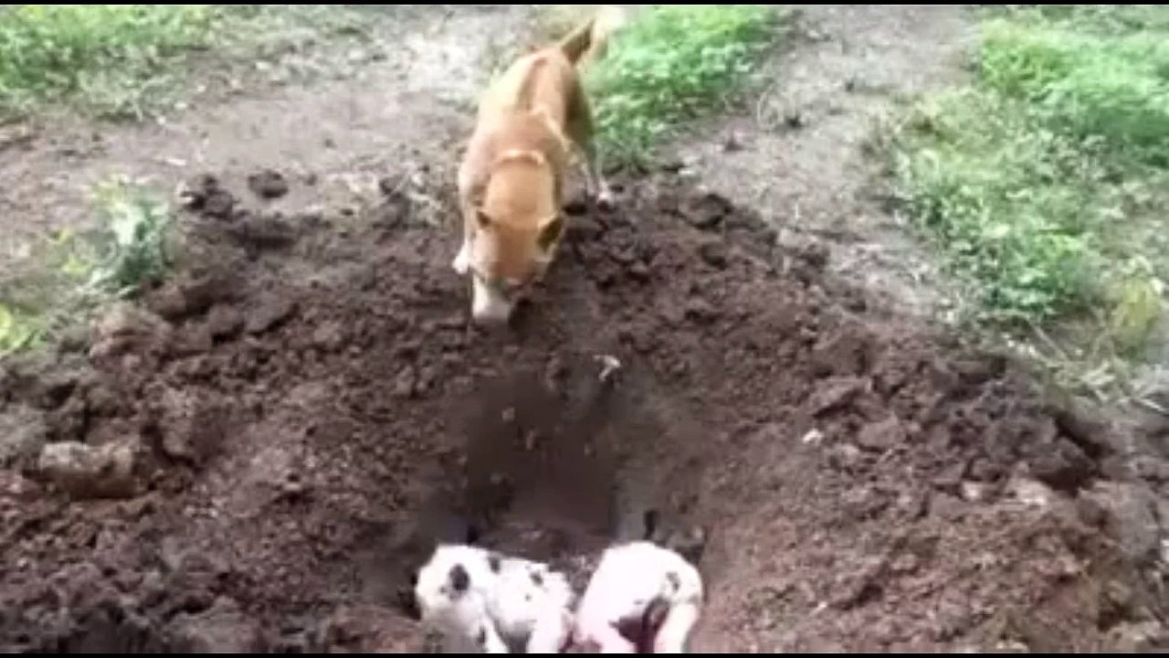 Sad moment for dog