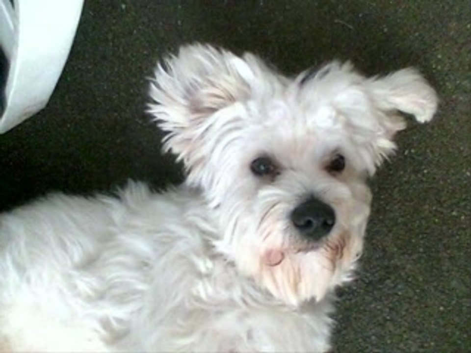 Benji6