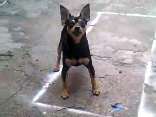 Perros  chistosos ladrando