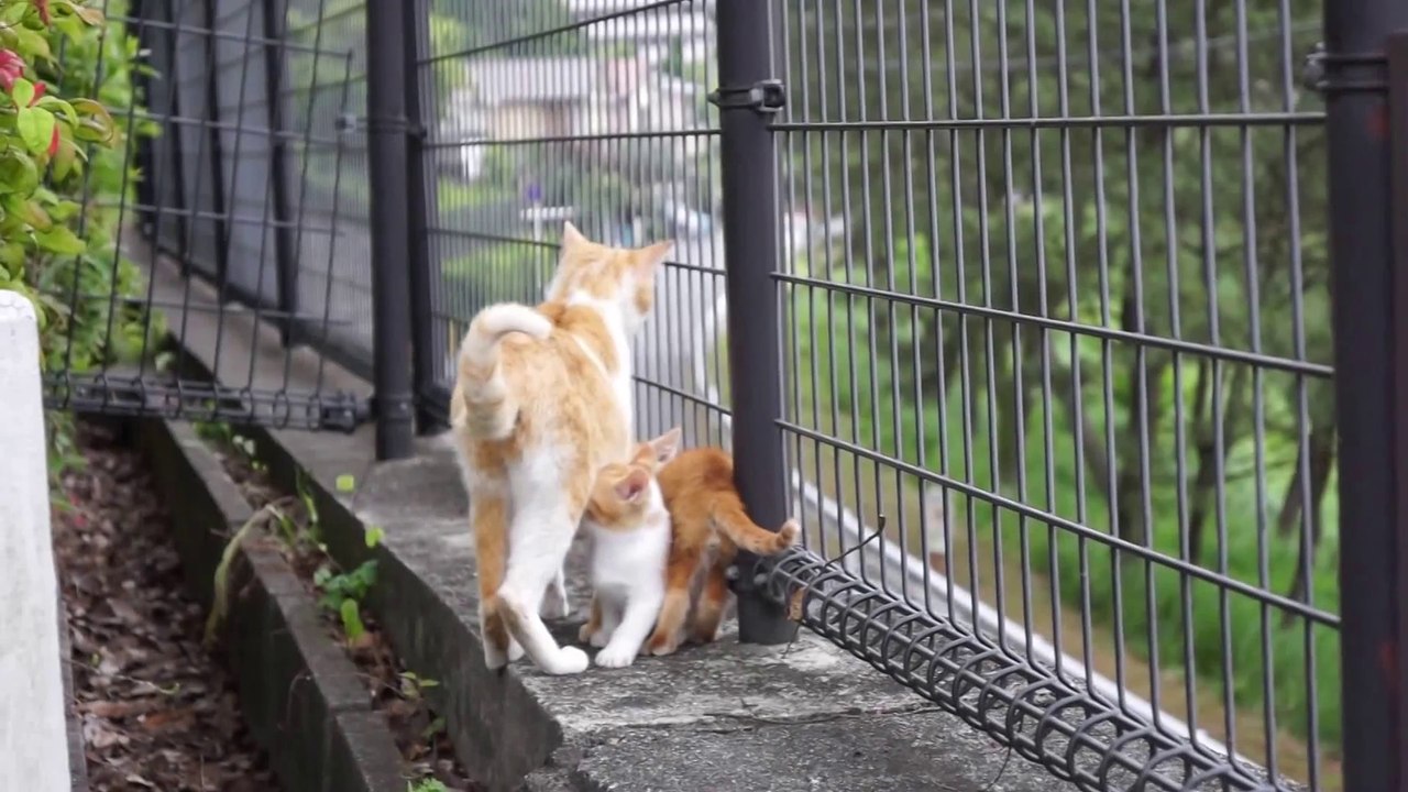 子猫が次々と..