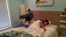Husky tries waking owner, ends up snuggling him