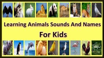 تعلم أسماء الحيوانات للاطفال | أصوات الحيوانات | أصوات الطيور