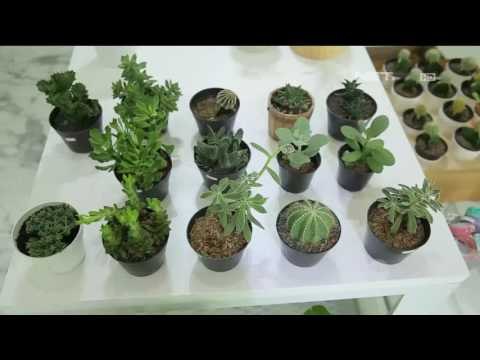 Terarium, Taman Miniatur dalam Kaca - NET 10