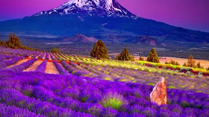 Con Sóng Yêu Thương Karaoke - Tone Thấp || Đan Trường