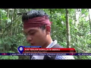Air Terjun Gorilla di Berau - NET 10