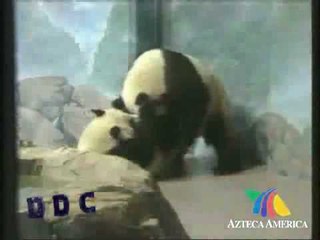 DDC, Amor Animal, Amor Salvaje
