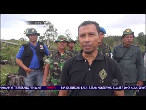 BBKSDA Sumatera Utara Temukan Lokasi Ilegal Logging di Tapanuli Selatan - NET 12