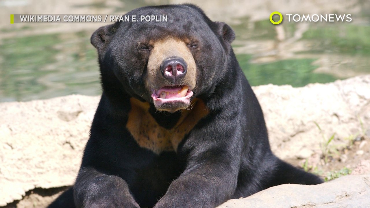 Bear mauls 9-year-old Malaysian boy and his dad in savage attack