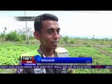 Polisi Bina Pertanian demi Pertumbuhan Perekonomian di Flores, NTT - NET 16