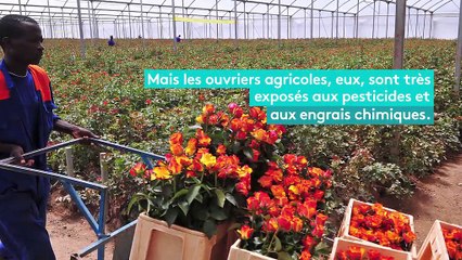 Saint-Valentin : des roses pas très écolos
