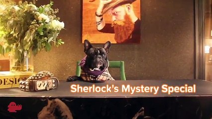 If Sherlock Holmes Was A CUTE Dog