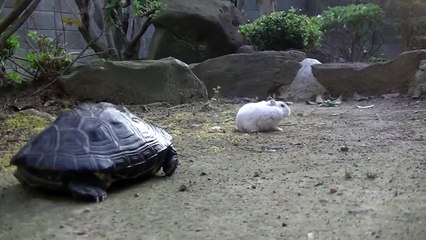飯田祐巳が癒される♡ハムスターが遊ぼうと突進♡　だが断る！カメ