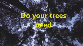 Dependable Tree Service Company Tree Removal and Trimming Houston TX