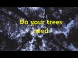 Dependable Tree Service Company Tree Removal and Trimming Houston TX