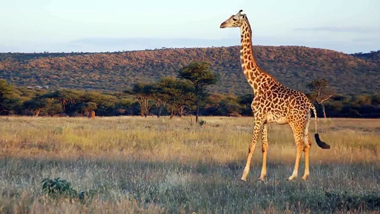 Learning Wild Animals Names and Sounds for kids in English | Funny Lion Elephant Africa Zoo animals