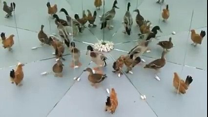 Ayna Kaplı Odaya Hayvanlar Konulursa