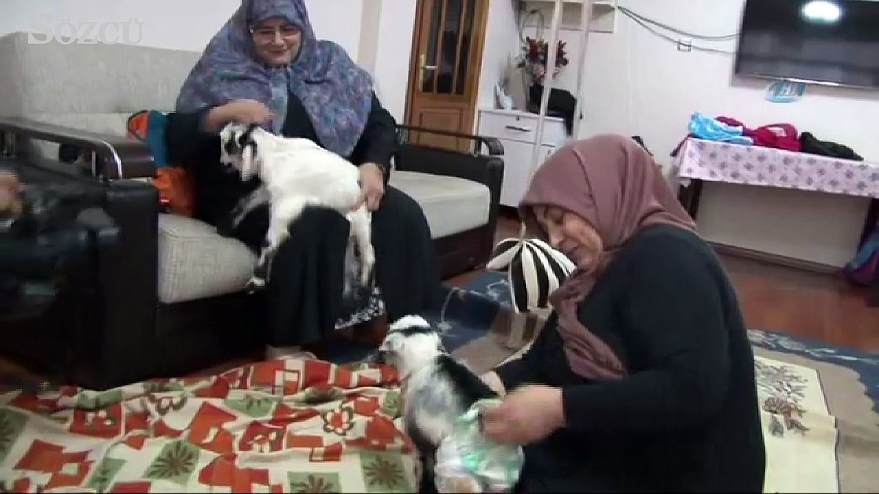 Kuzuları evinde besliyor