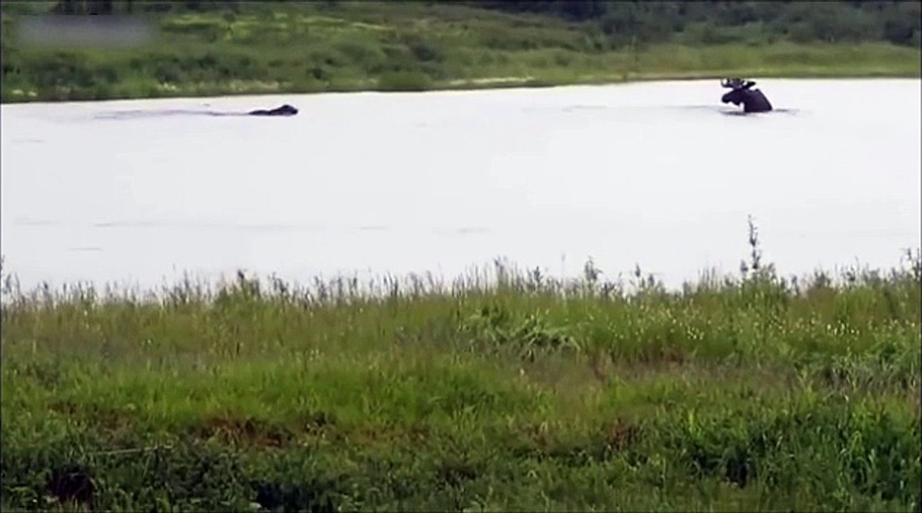 Un grizzli attaque un élan