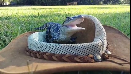 Elle caresse son bébé crocodile... Trop mignon