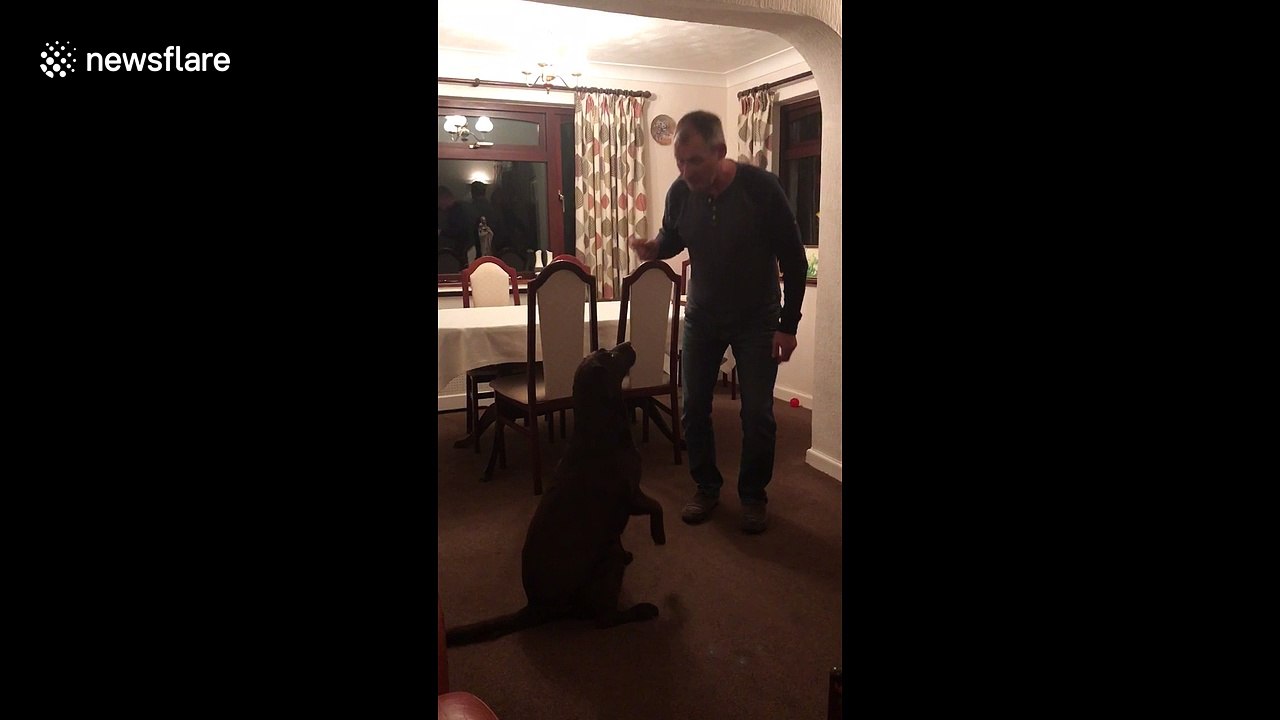 Man teaches labrador how to dance