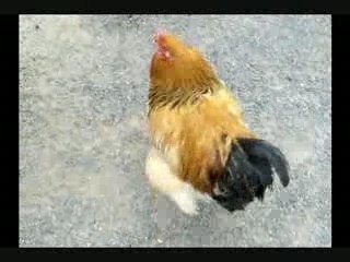 Poursuite du coq a chaussures