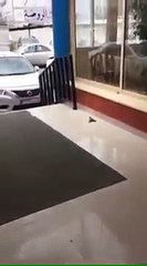 Un oiseau fait un massage cardiaque à son copain