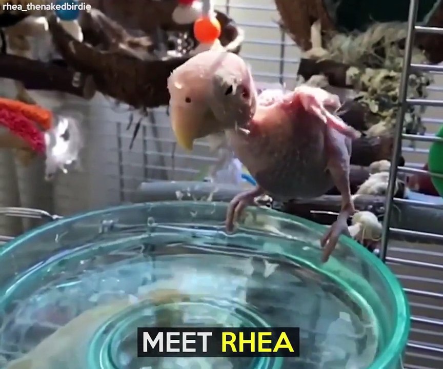 Naked Bird