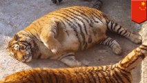 Fat tigers in Chinese zoo anger animal rights activists