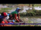 Petani di Lamongan, Jawa Timur Panen Dini akibat Banjir - NET 12