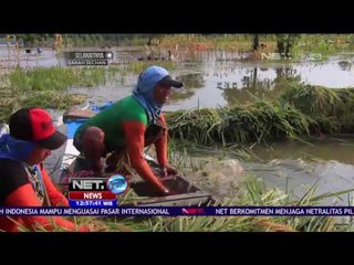 Petani di Lamongan, Jawa Timur Panen Dini akibat Banjir - NET 12