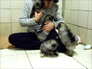 Spitz loup de la prairie d'éole