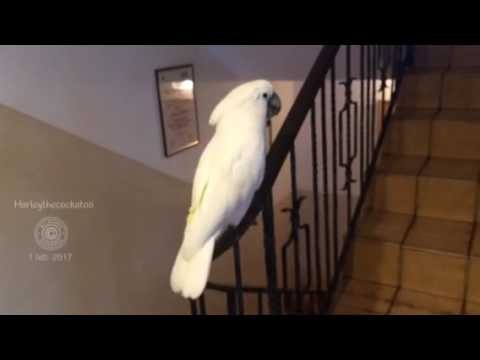 Slip and Slide Time for Harley the Cockatoo
