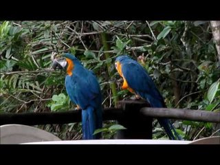 Chatty Macaws Make a Ruckus