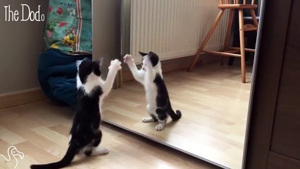 aynada kendisiyle kapışan kedi