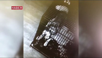 Köpekler böyle firar etti