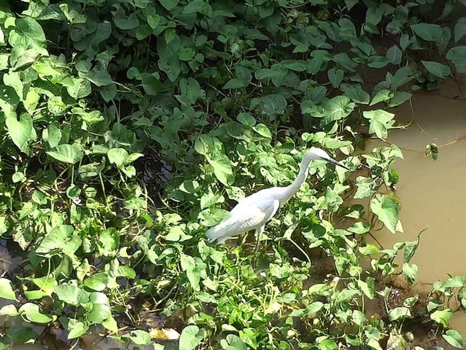 heron white