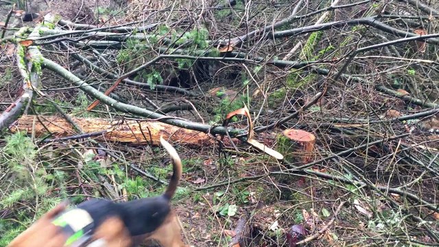 Ferme sur sanglier des beagles et beagles harriers de l'Echo de Soulije